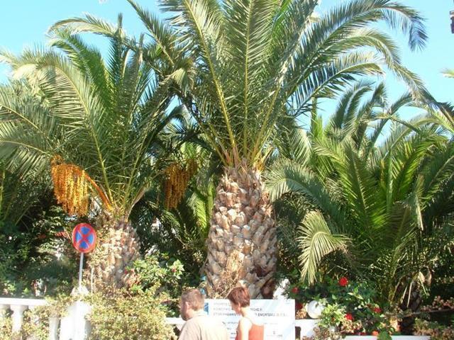 Palm Bay Hotel Sissi Exterior foto